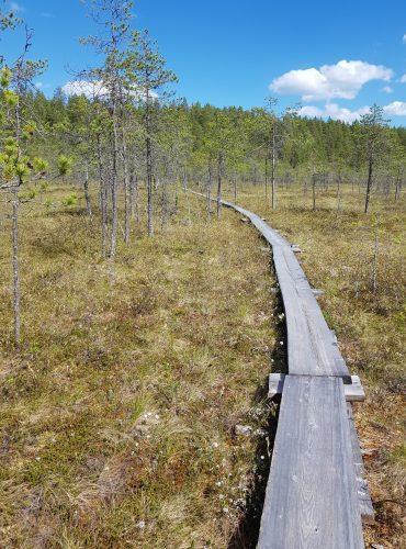 Keskinäinen testamentti, Savonlinnassa, hallintaoikeustestamentti