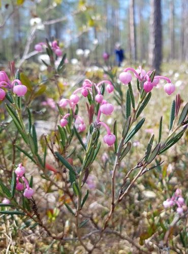 Keskinäinen testamentti, Savonlinnassa, hallintaoikeustestamentti