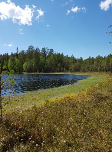 Keskinäinen testamentti, Savonlinnassa, hallintaoikeustestamentti