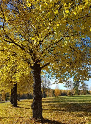 Perunkirjoitus, perukirja Savonlinna
