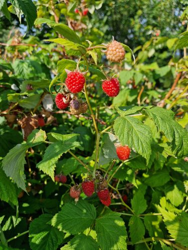 Puutarha sopeutuu ilmastonmuutokseen